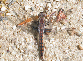 Blue Corporal
